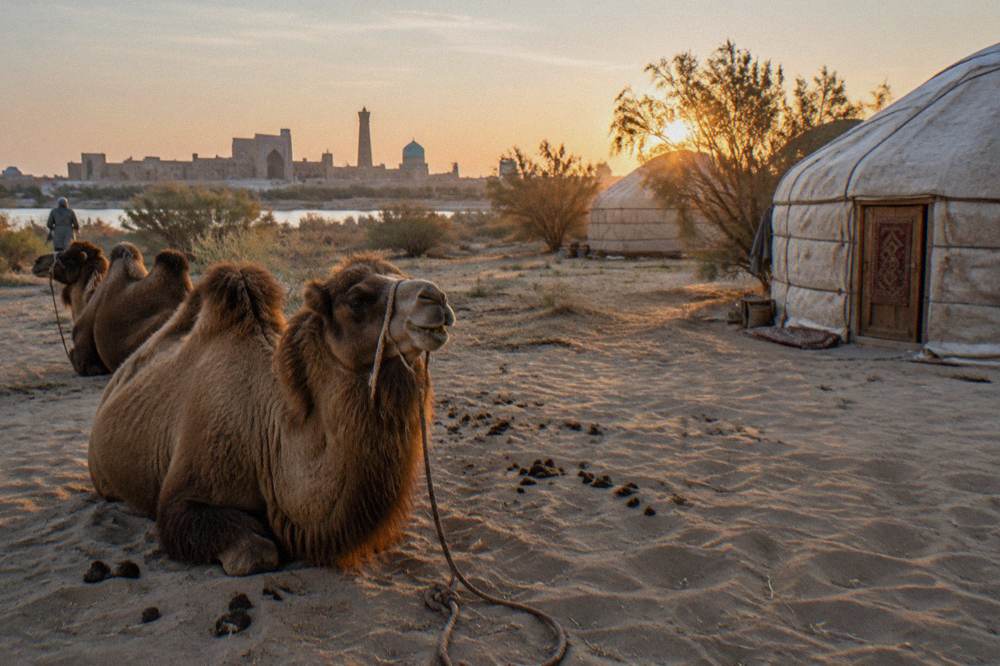 Camels standing on open sand near a cluster of round felt yurts at golden hour
