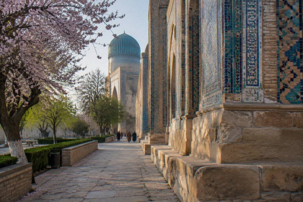 Spring blossoms along a walkway near tiled mosque walls in Samarkand