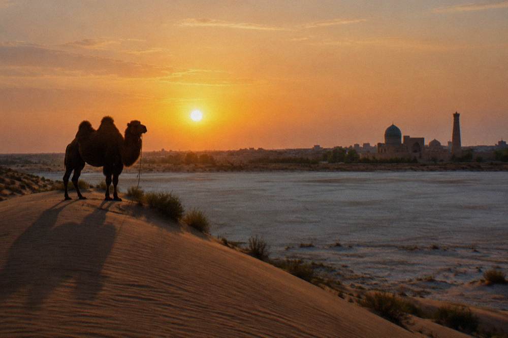 Camel silhouette on a sand dune at sunset above a dry lakebed horizon