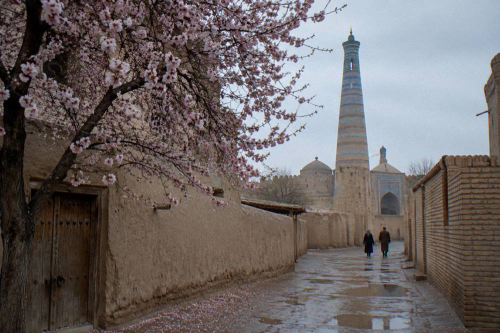 Spring blossom trees framing a tiled minaret in a Uzbekistan old town